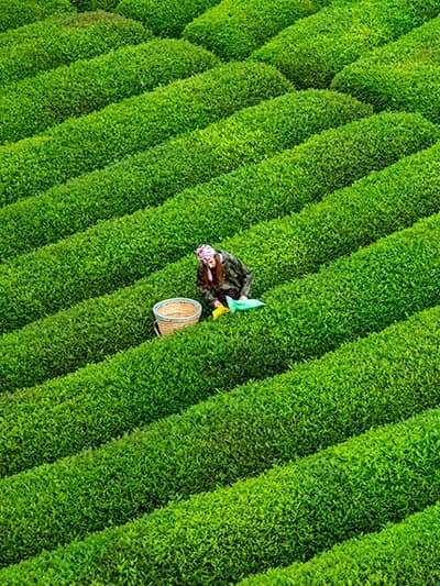 Rize