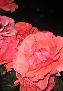 Kırşehir Roses