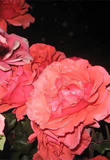 Kırşehir Roses