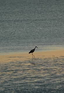 Seyfe Lake Bird Sanctuary
