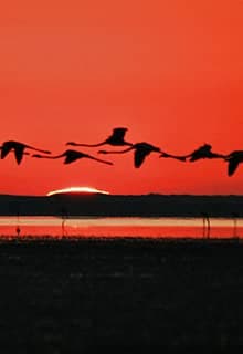 Seyfe Lake Bird Sanctuary