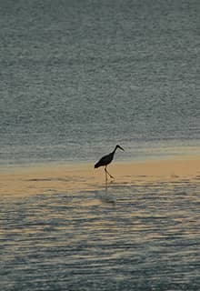 Seyfe Lake Bird Sanctuary