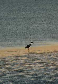 Seyfe Lake Bird Sanctuary