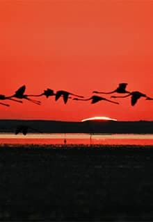 Seyfe Lake Bird Sanctuary